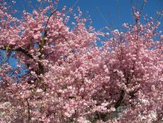 Weil am Rhein Weiler Weinweg 028.jpg